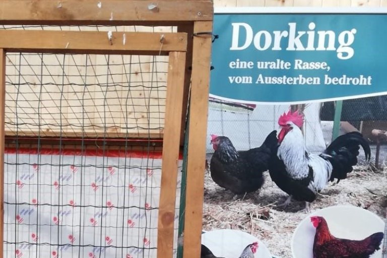 Dorking und Zwerg-Dorking in der Schausaison 2018
