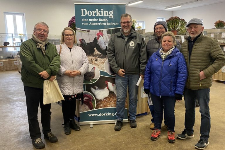 2025 Schaubericht zu den Dorking und Zwerg-Dorking in der Ausstellungssaison